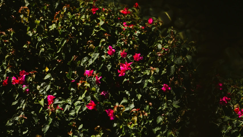 the large group of flowers in the bush together