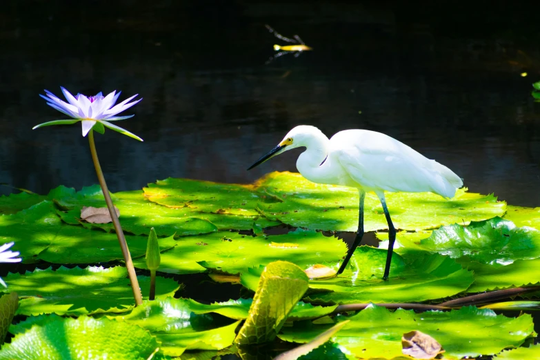 a white bird and a purple water lily on green leaves