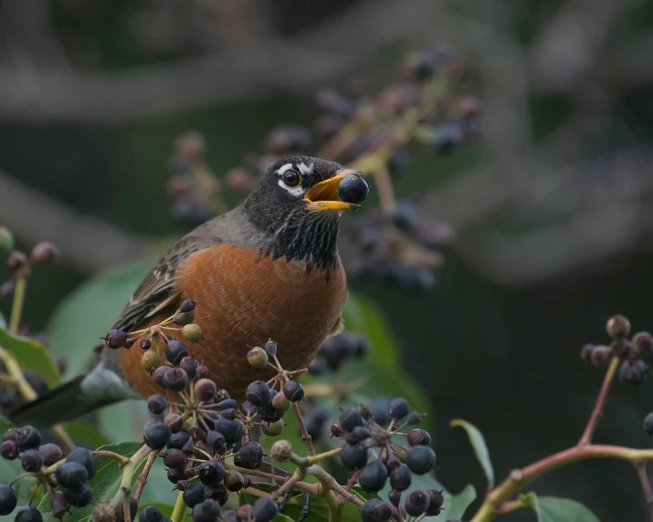 a bird perched on top of some berries on a tree