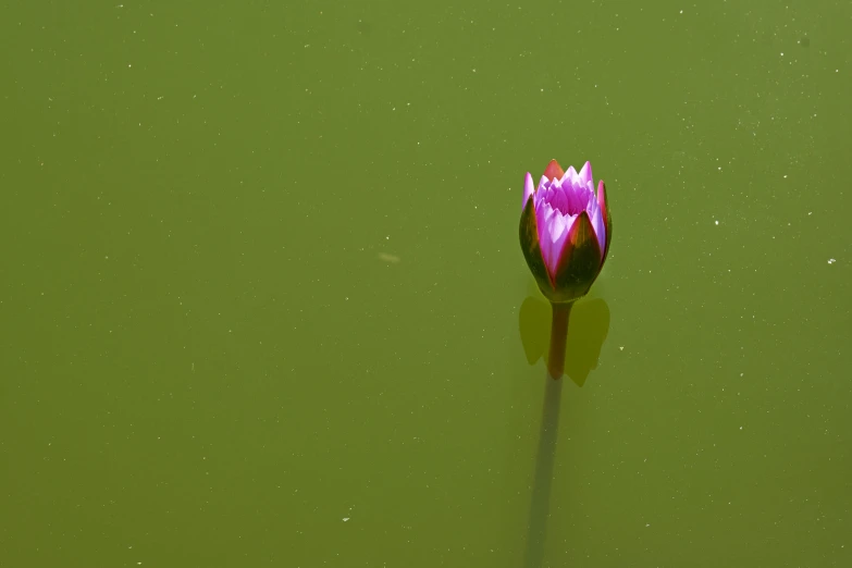 the pink flower is on the water and reflecting off its stem