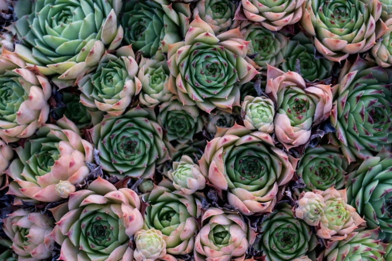 large green flowers are growing in a pot