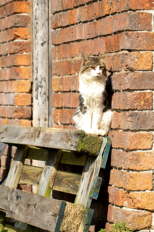 a cat is sitting on the ledge of a brick building