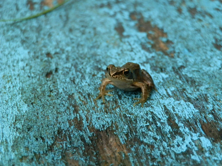 a tiny animal crawling on wood flooring with blue paint