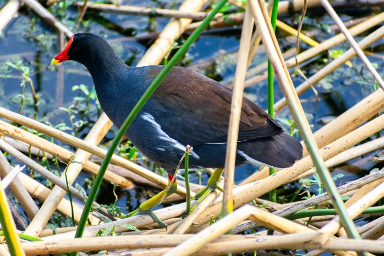 a bird that is standing among the sticks