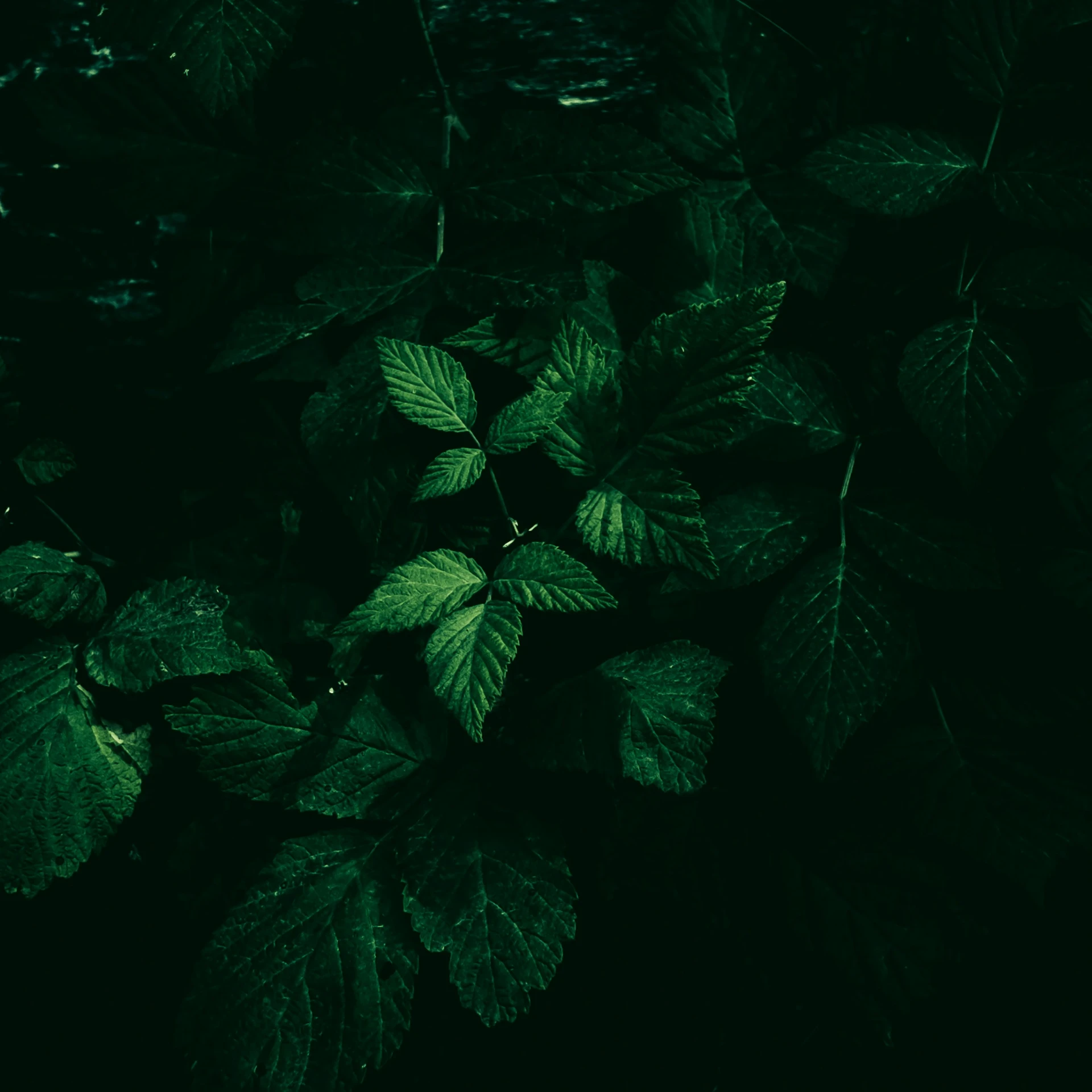 the top view of green leaves