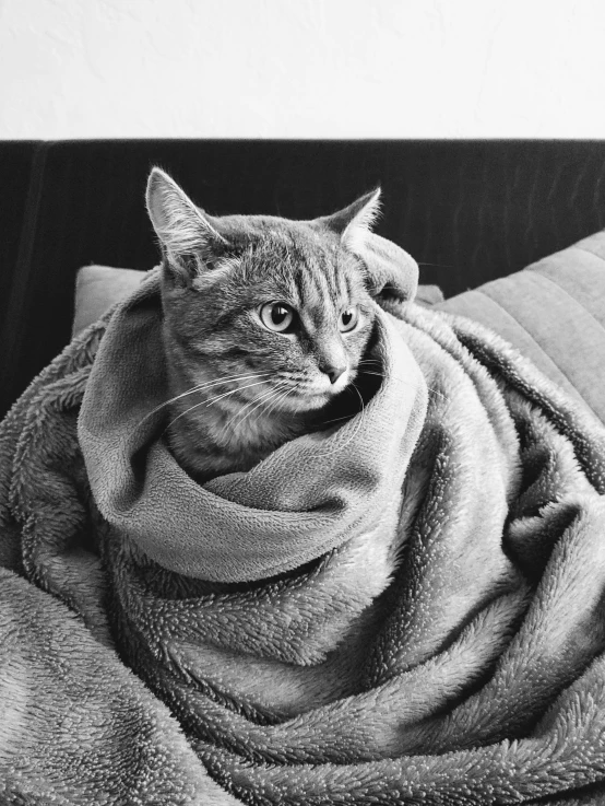 there is a cat wrapped up in towels