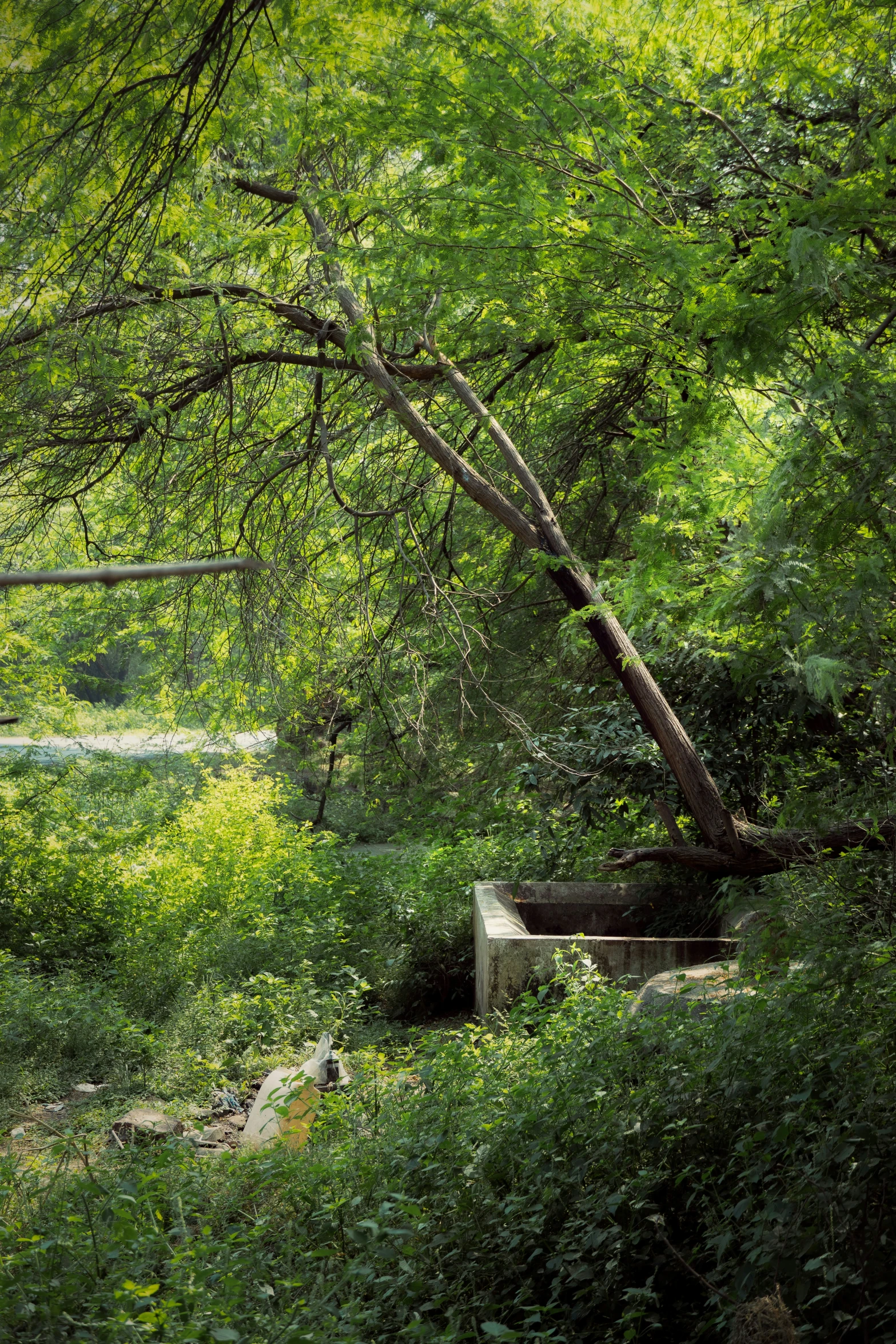 a tree in the woods is next to a bench