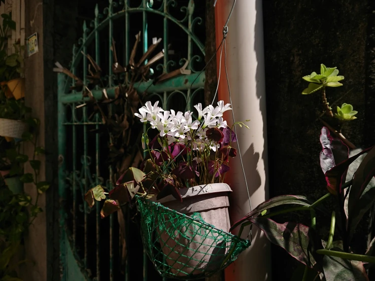 small purple flowers sit in a basket on the outside of a building