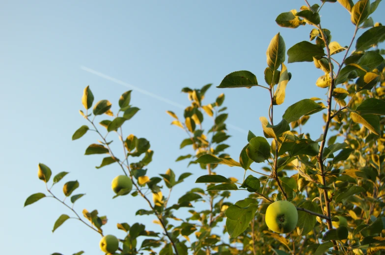 a tree with green apples on the nches