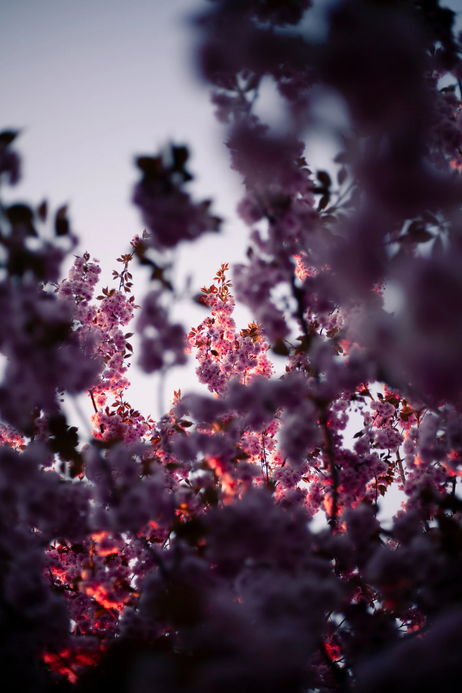 the sunset is lit by purple flowers from behind it