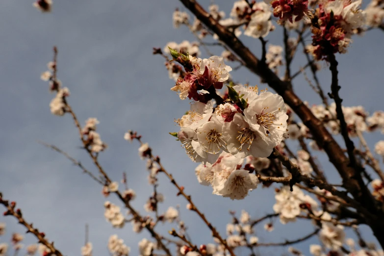 there is a tree in bloom and no one on it