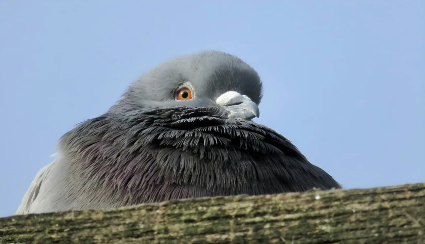 grey and white bird with a beak up