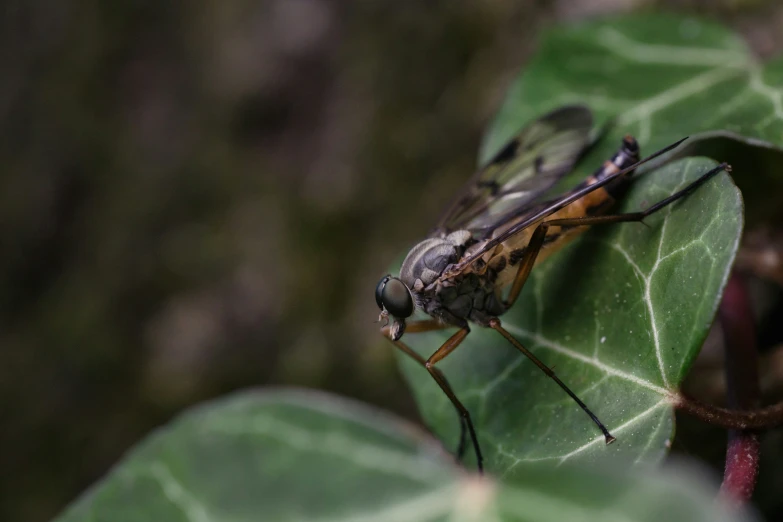 a bug that is on top of a green leaf