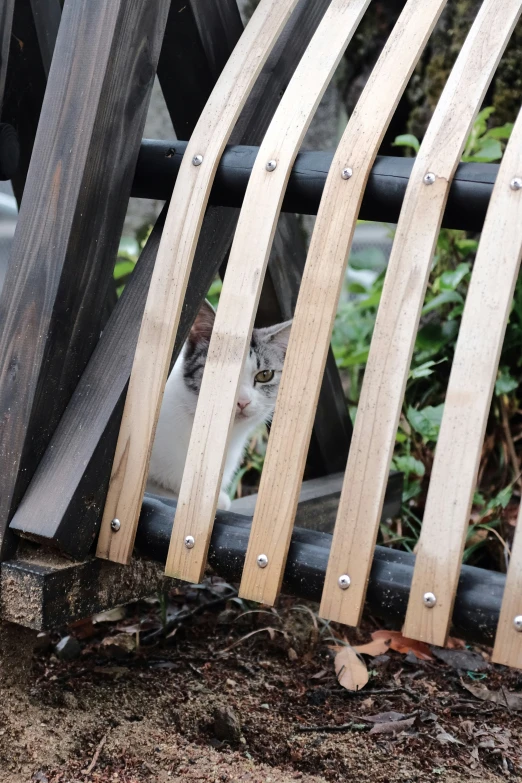 a cat behind a wooden rail and fence