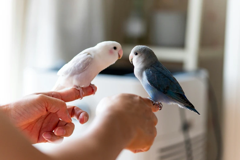 a small blue and white bird sitting on a human's hand