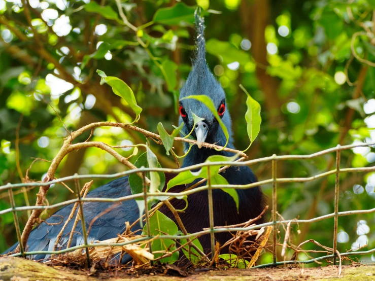 blue bird is eating the top of a tree nch