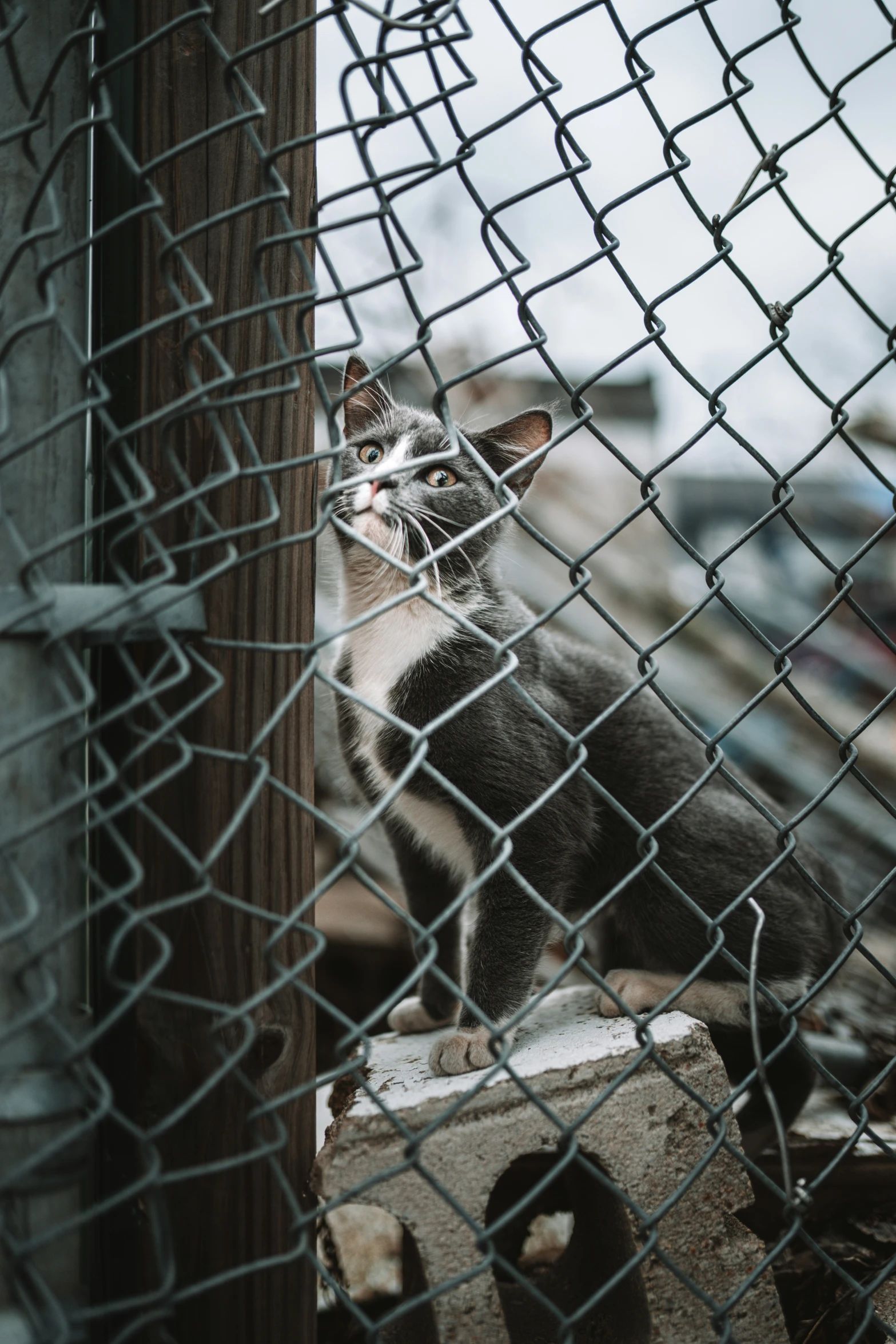 a grey and white cat sitting on a wooden post