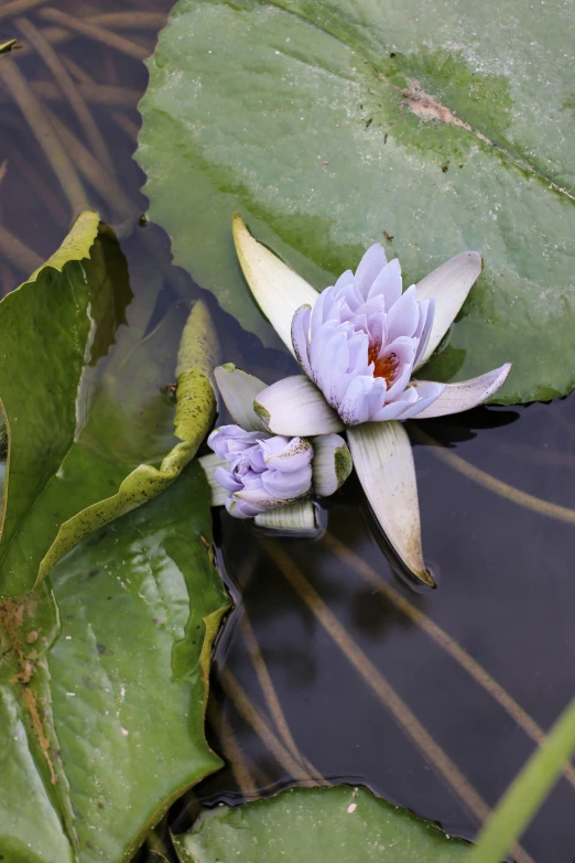 two water lilies blooming on the surface of a pond