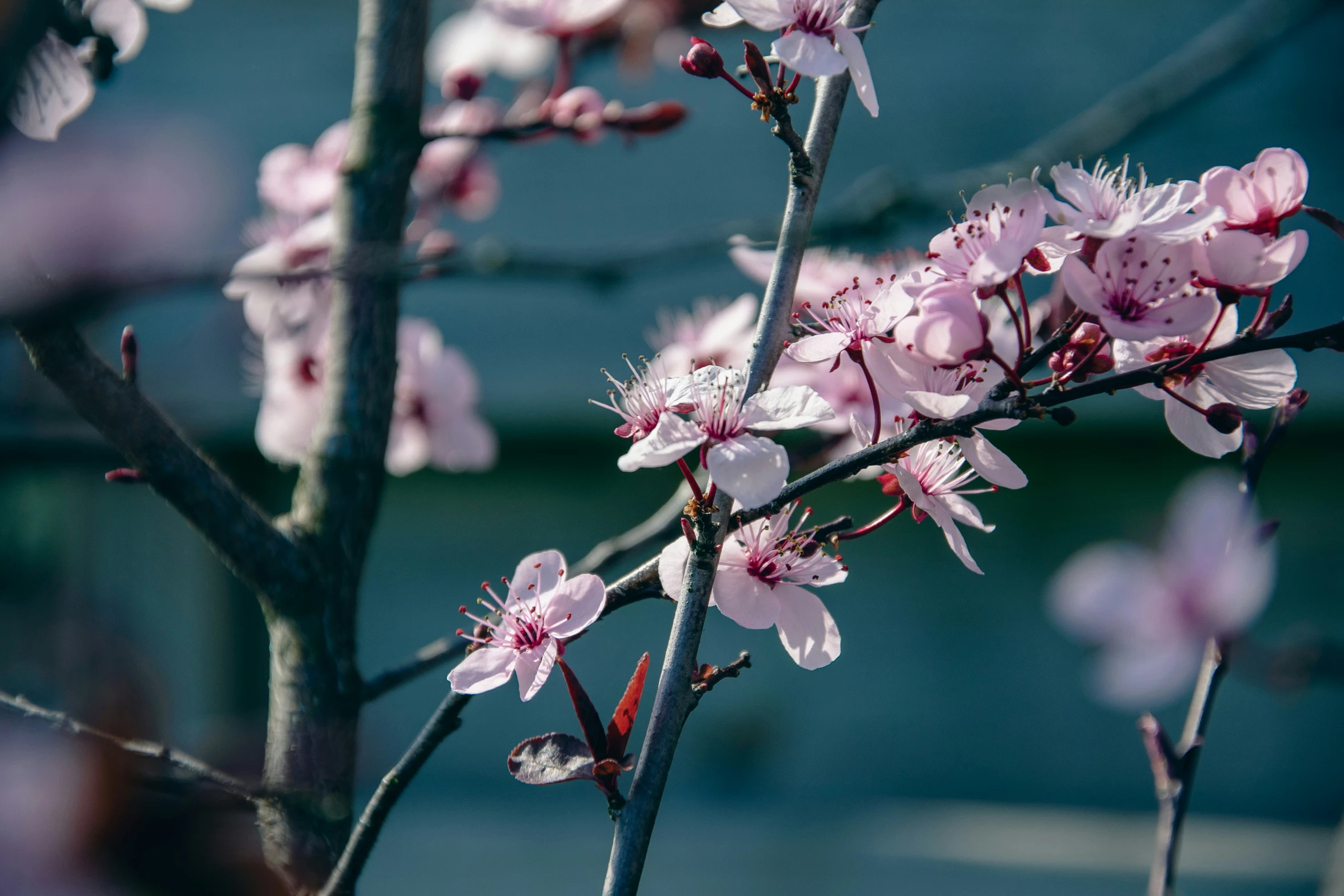 pink flowered nches against blue background with blurry wall behind