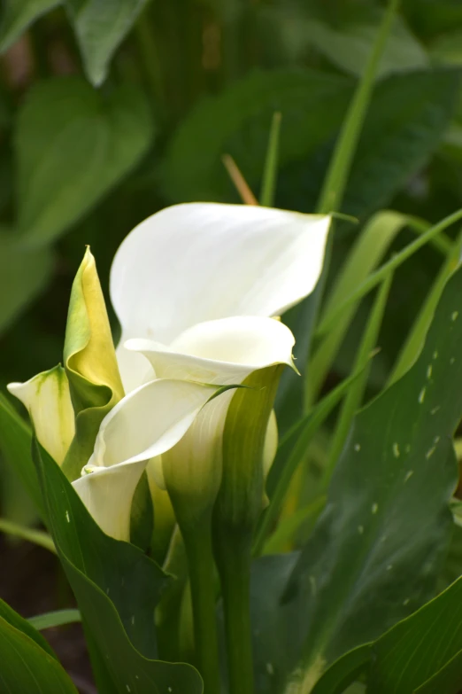 a large white flower sitting on top of green leaves