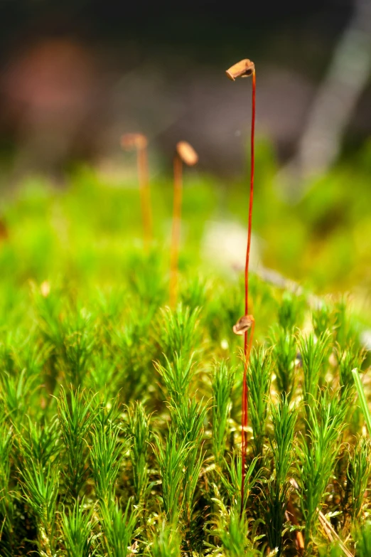 closeup of green moss with two plants growing