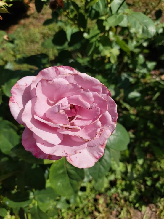 a rose blooming in a field of green
