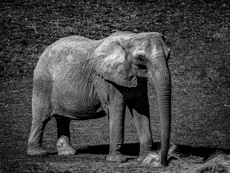 an elephant with it's trunk in its mouth