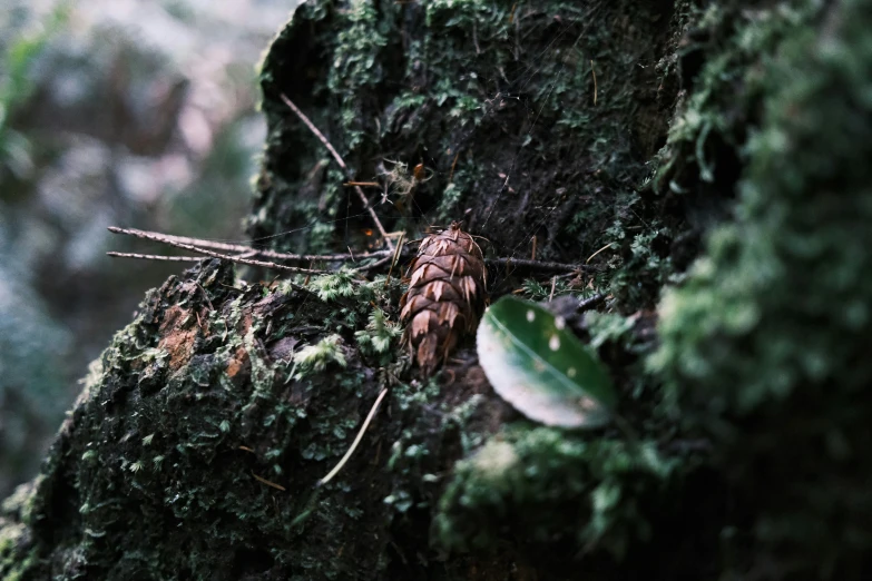 a bug crawling on the moss on a tree