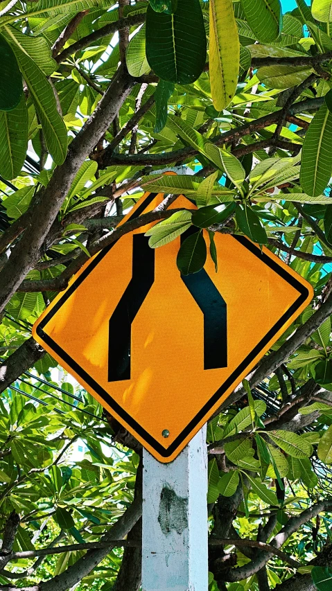 an image of a yellow street sign in the middle of a tree