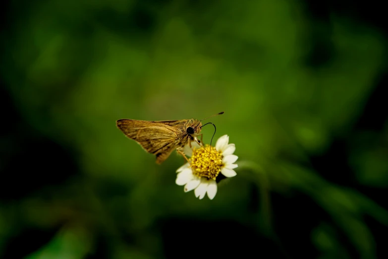 there is a small white flower and a yellow erfly on it