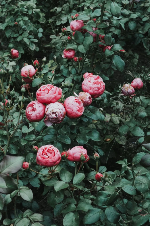 a bush of red roses with leaves and buds