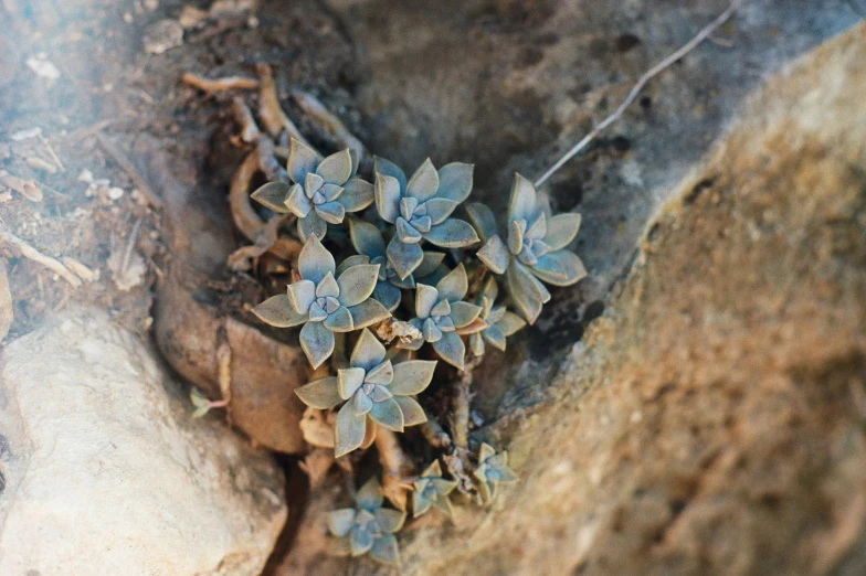 blue flowers that are growing out of the  in a rock