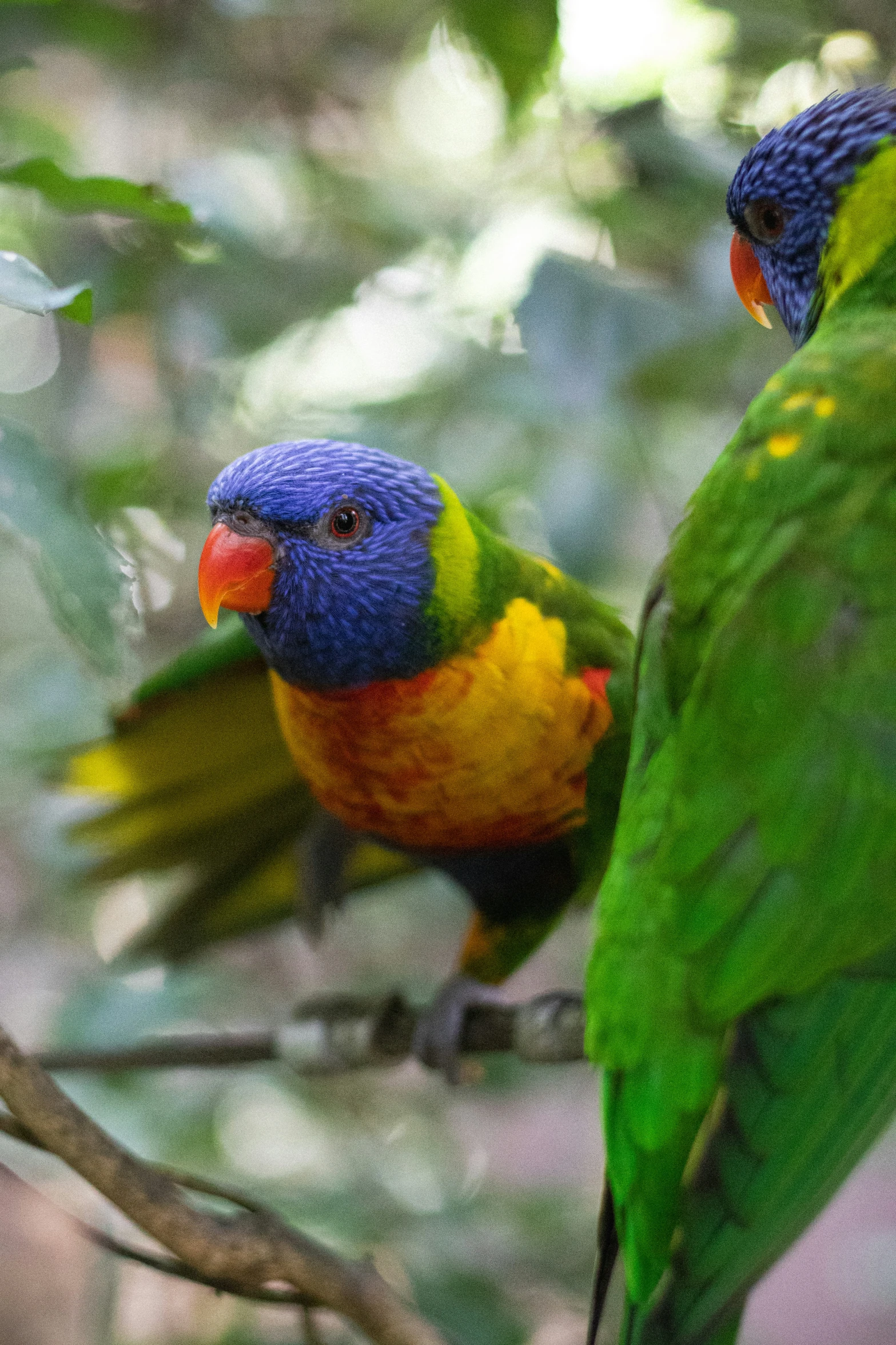 two parrots stand next to each other on a nch