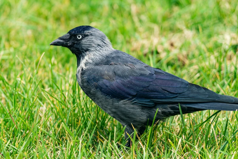 a black bird sits on the ground in tall grass