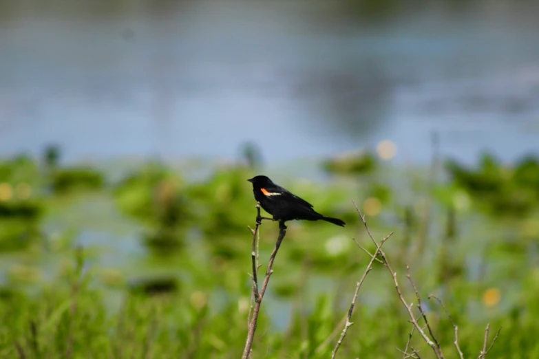 a small black bird sits on a thin twig