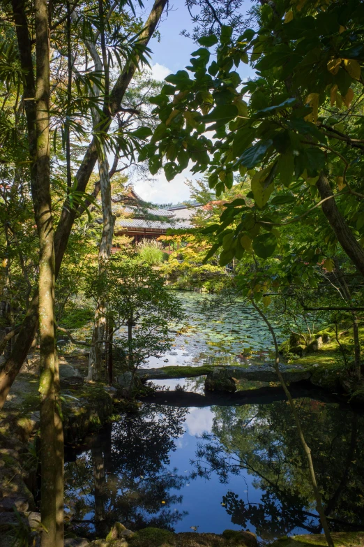 a stream runs through a wooded area under bright blue sky