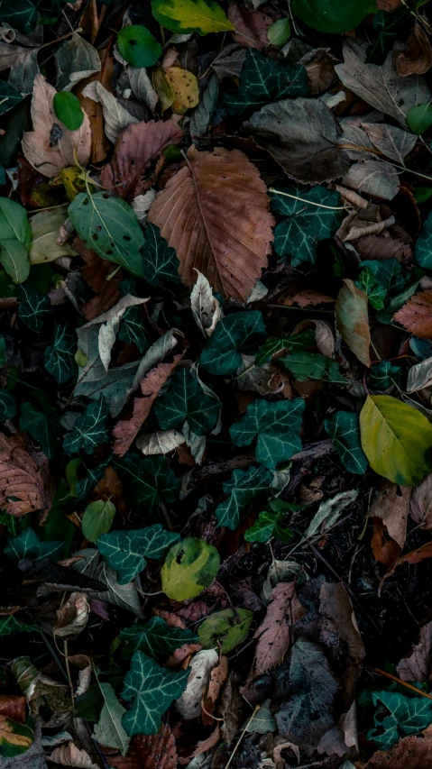 closeup of leaves and twigs on ground