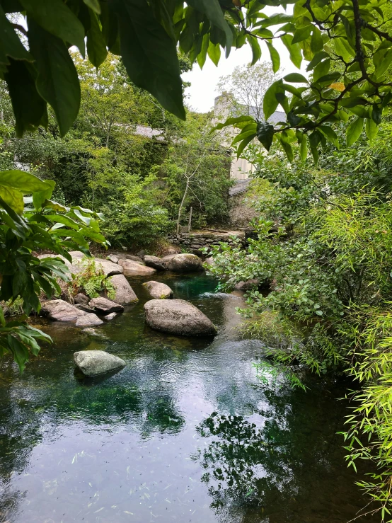a small stream flows through a lush forest