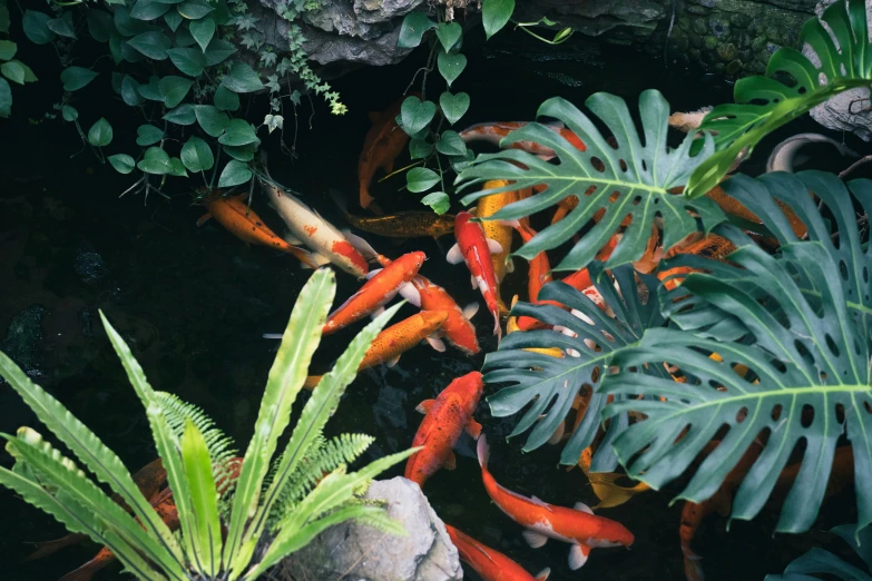 this is an image of an overhead view of a fish pond