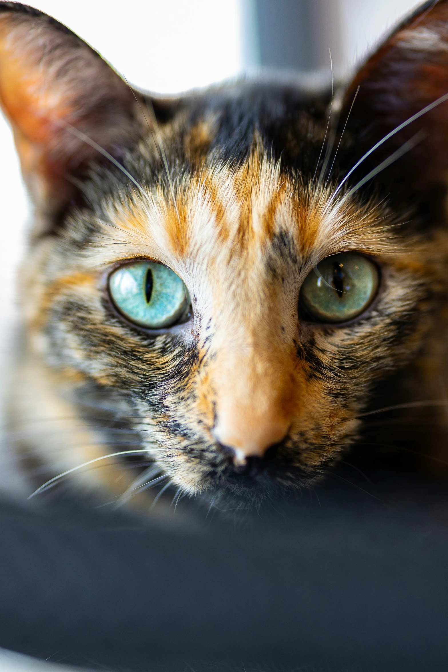 a close up of a brown black and orange cat