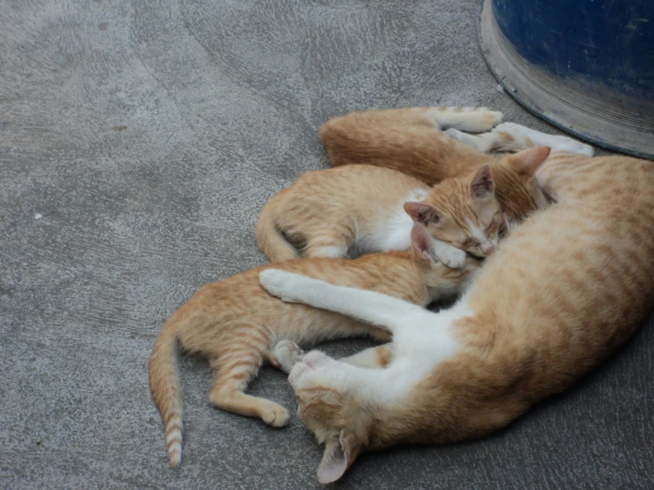 the cats are laying down on the floor