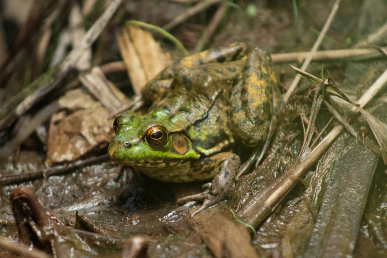 a frog sitting on the ground in a swamp