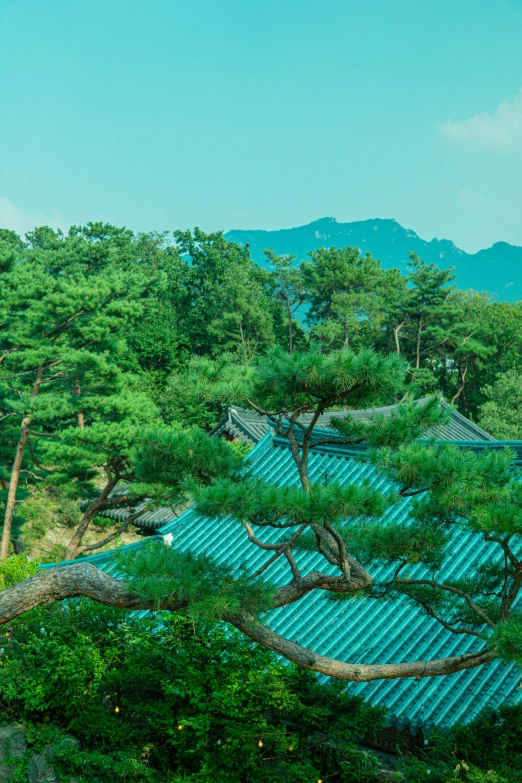 a very nice and quiet mountain side with lots of green trees