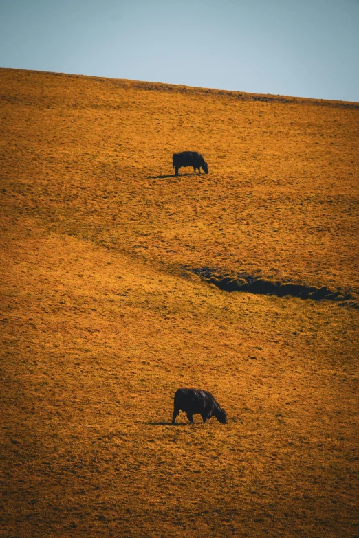 two cows walk on the plains at sunset