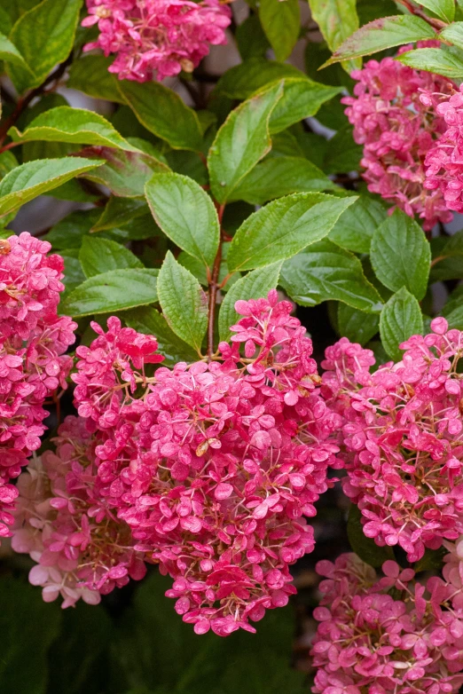 large clusters of pink flowers in full bloom