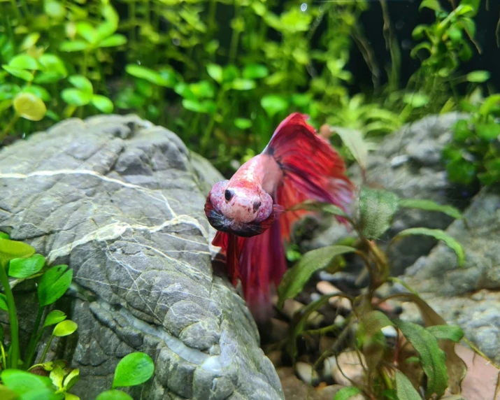 a siamese fish with a pink hair in an aquarium