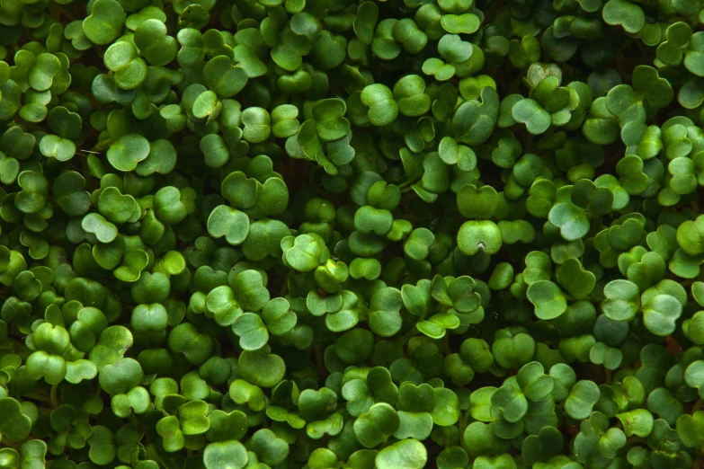 small plants are growing in a field