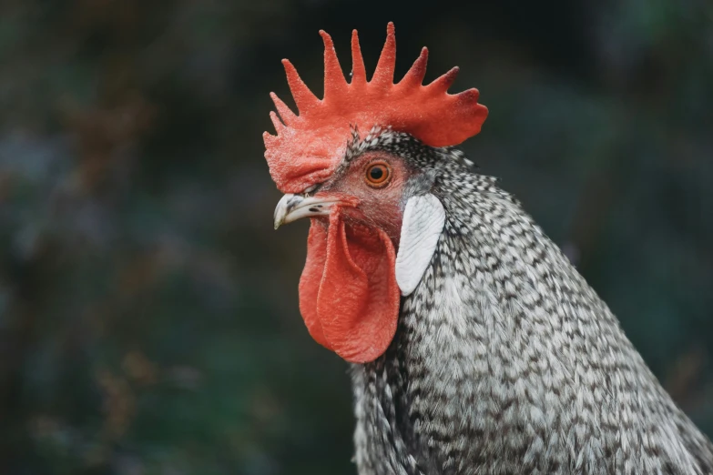 an up close image of a rooster with red and white feathers