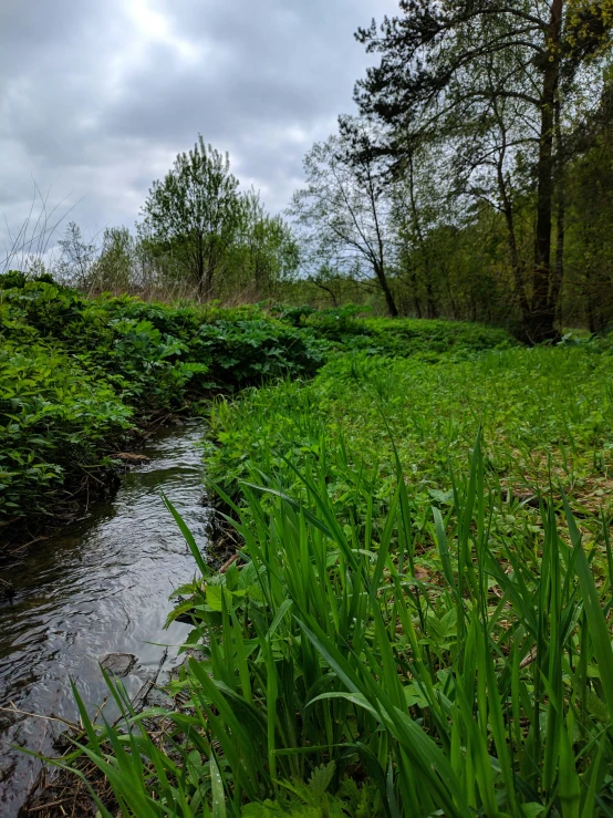 green grass next to a stream in a field