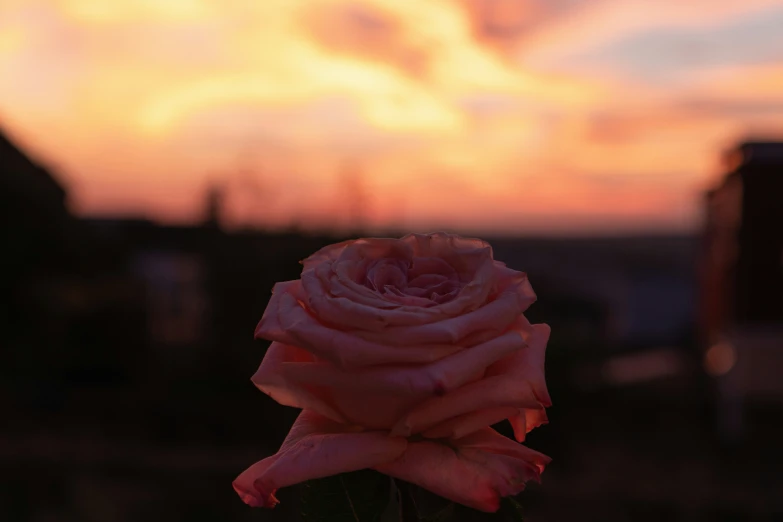 a rose bud and pinkish sky at dusk